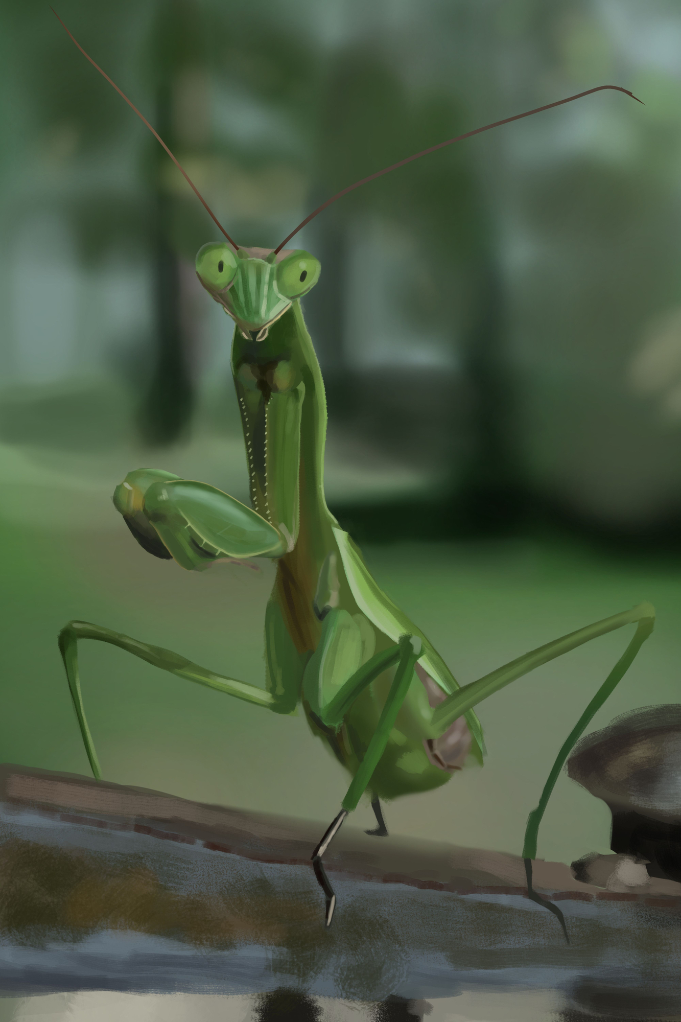 Mantis.jpg