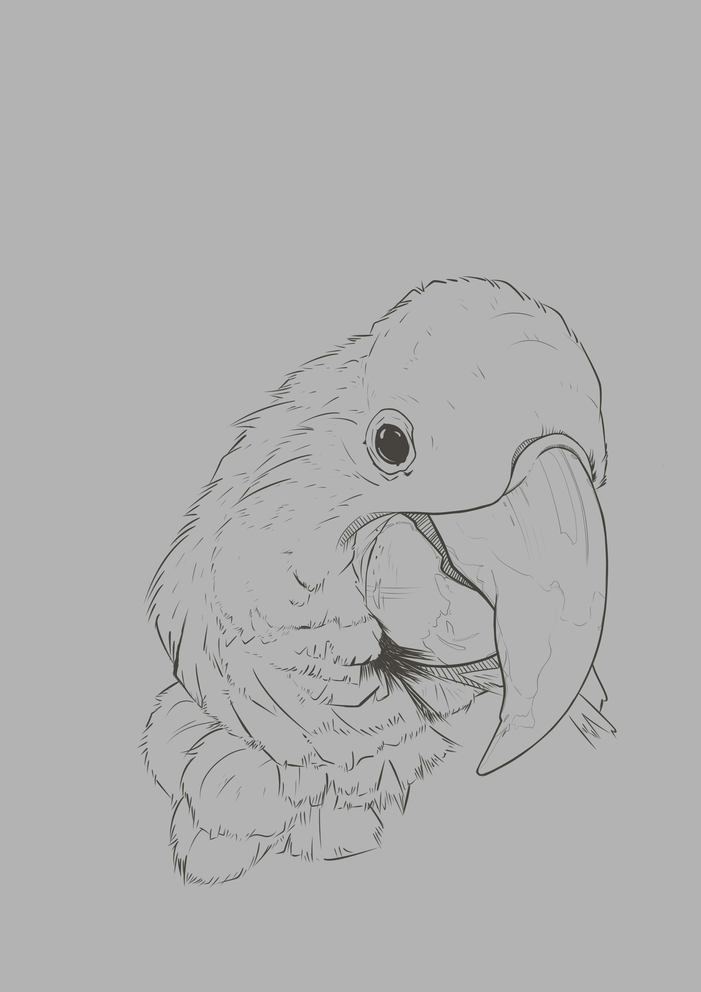 parrot study.jpg