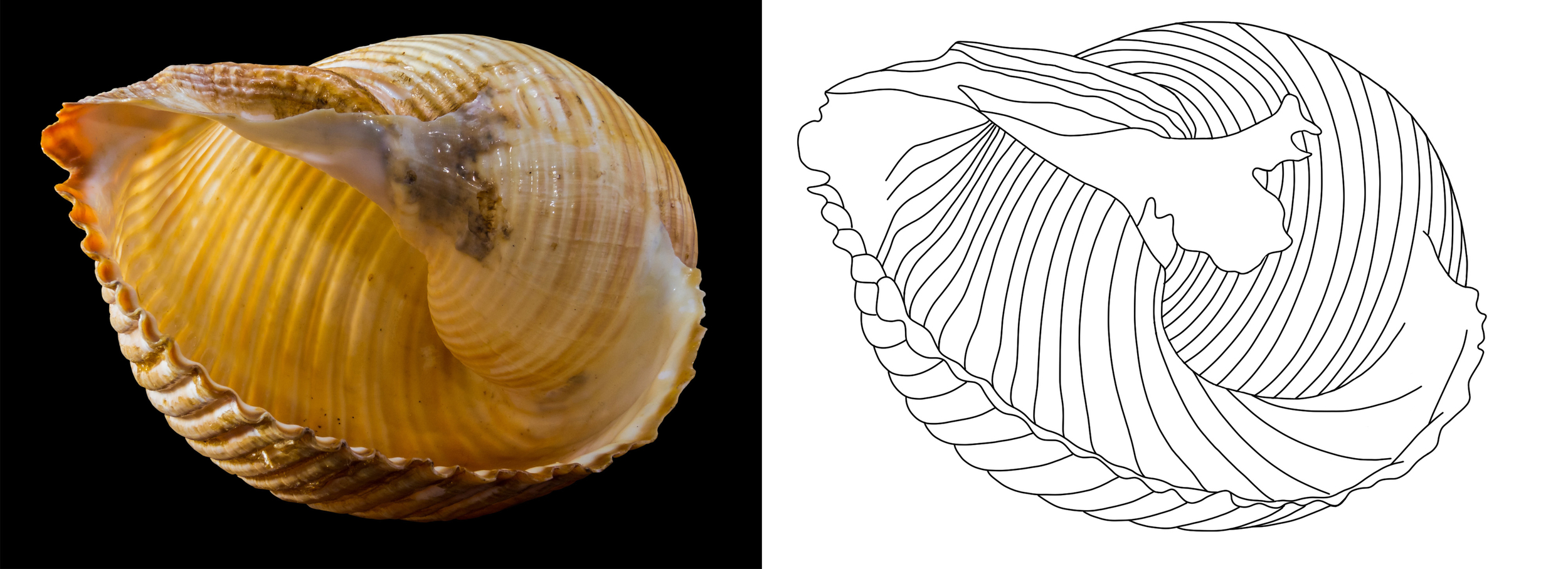 3 coquillage - Copie copie.jpg ².jpg