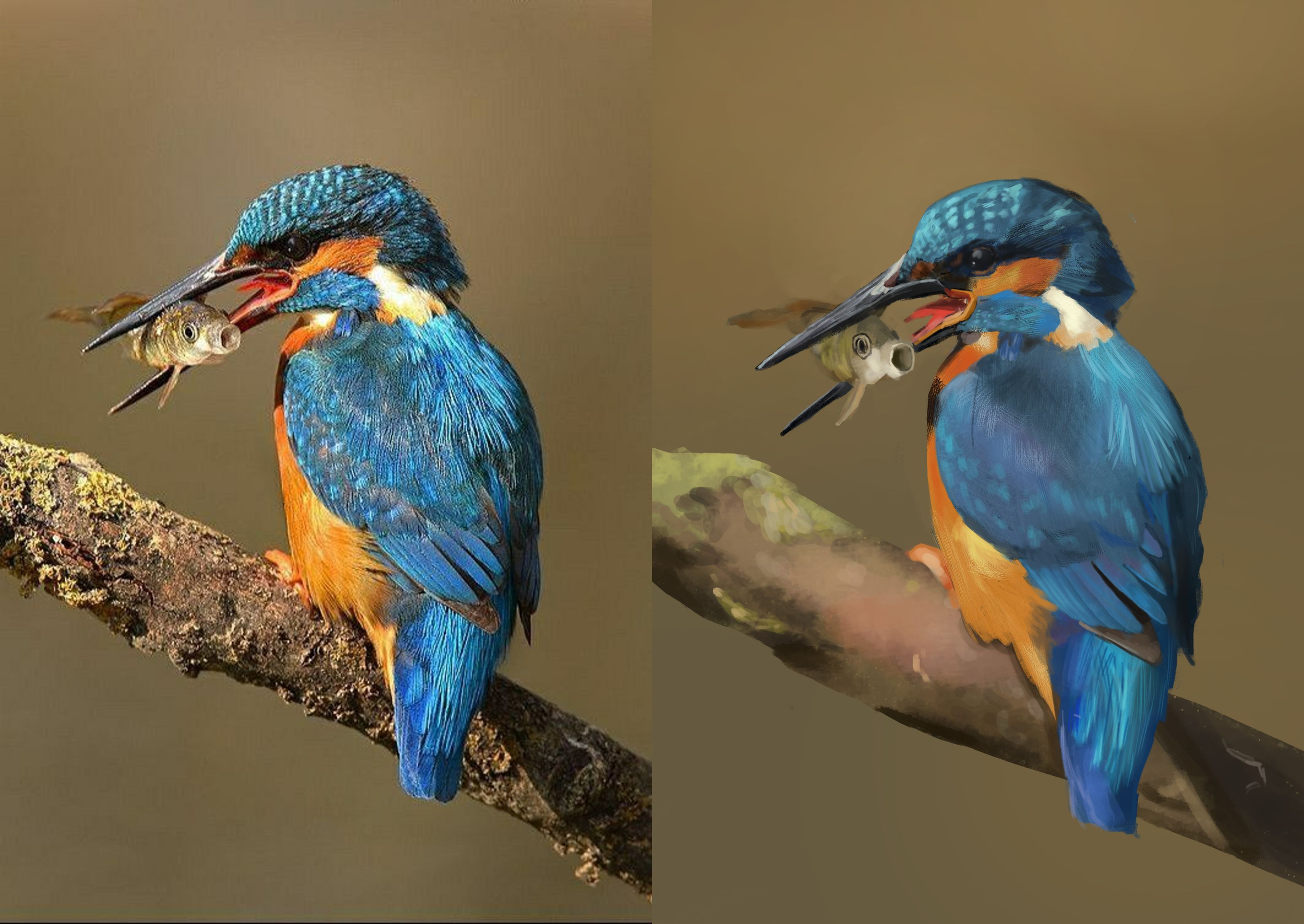 Martin Pêcheur (Alcedo Atthis).jpg