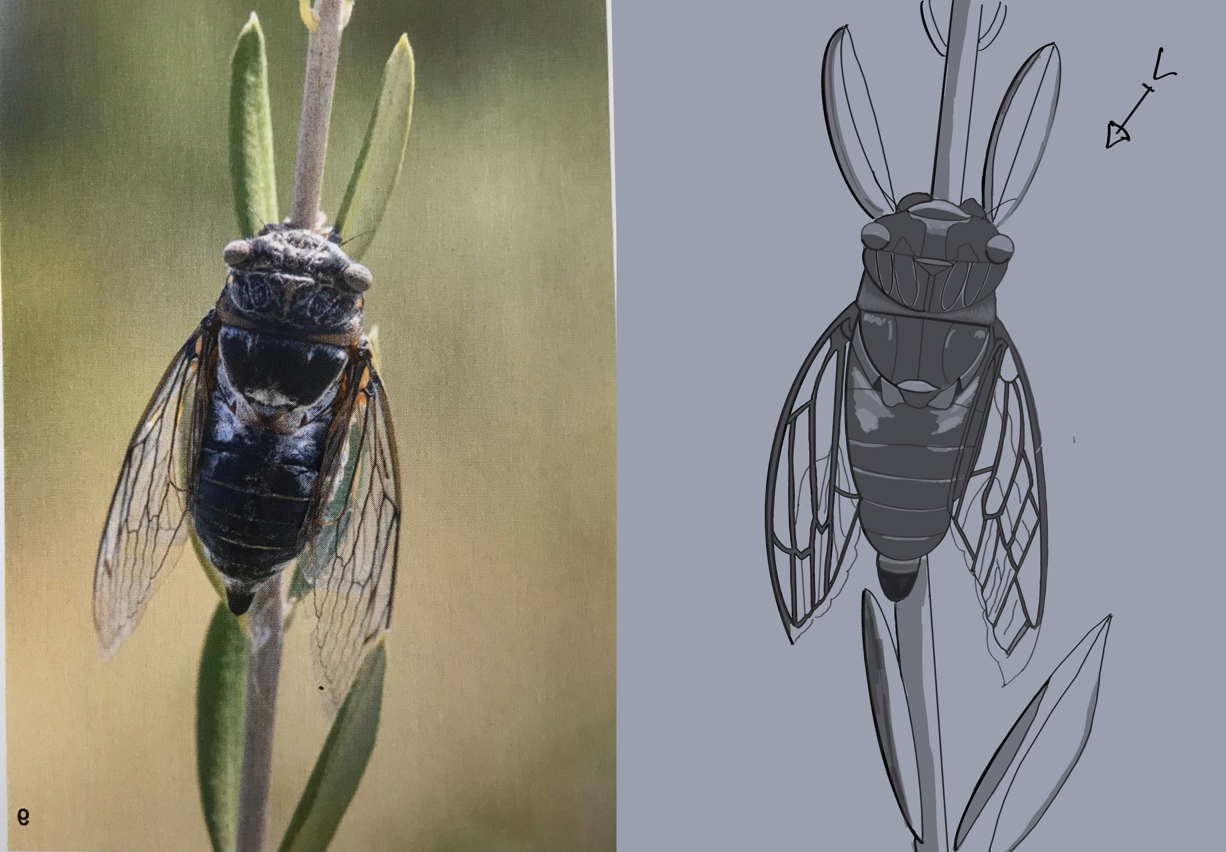 Chap_1.2_Exo5_Cigale 2.jpg