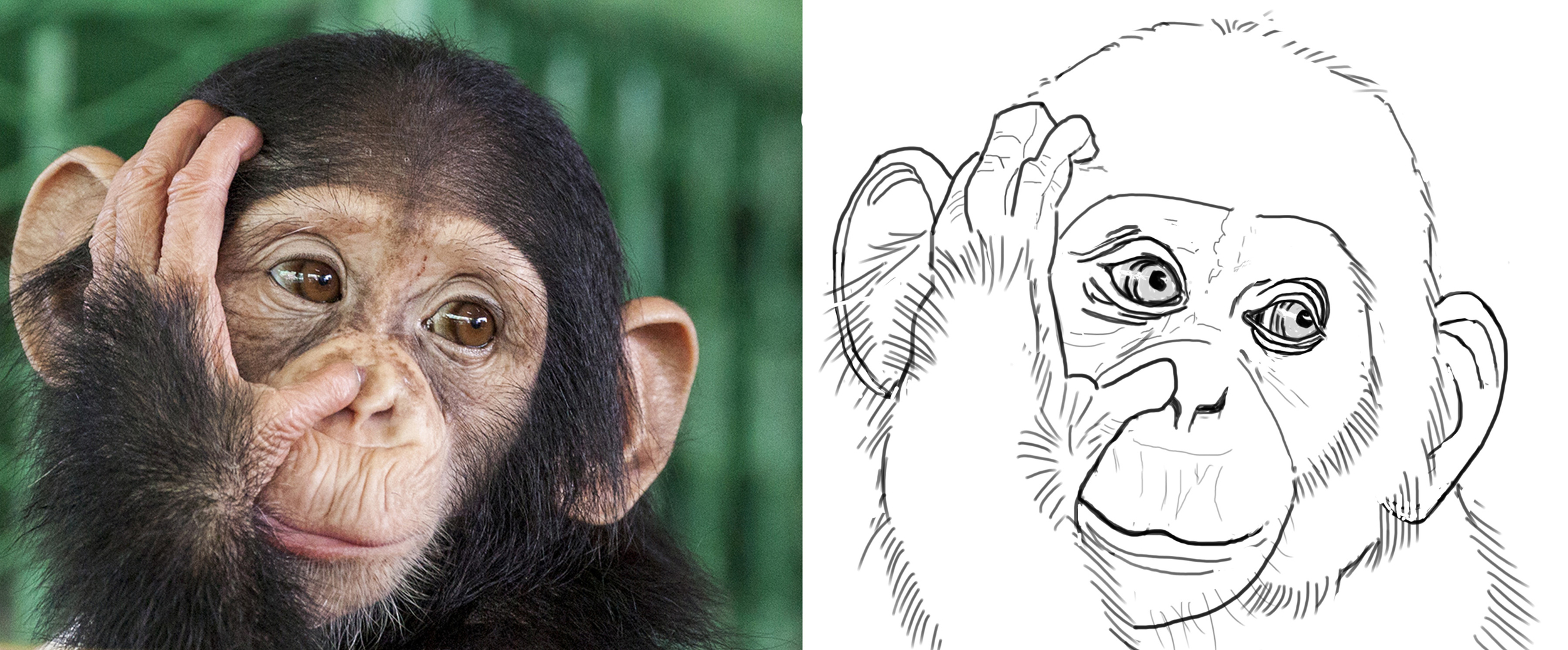 Chimpanzé correction.jpg