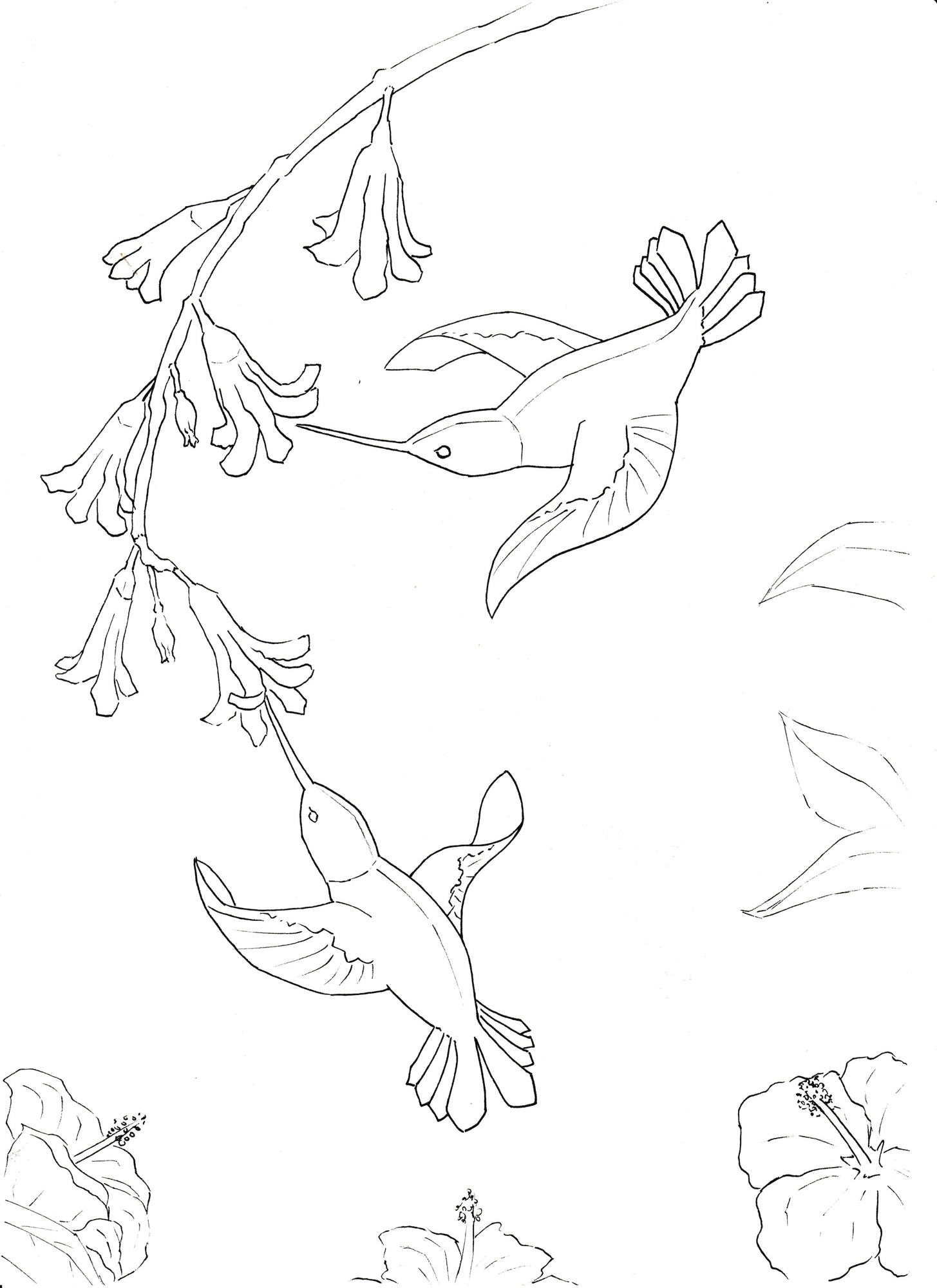 Croquis colibris.jpg