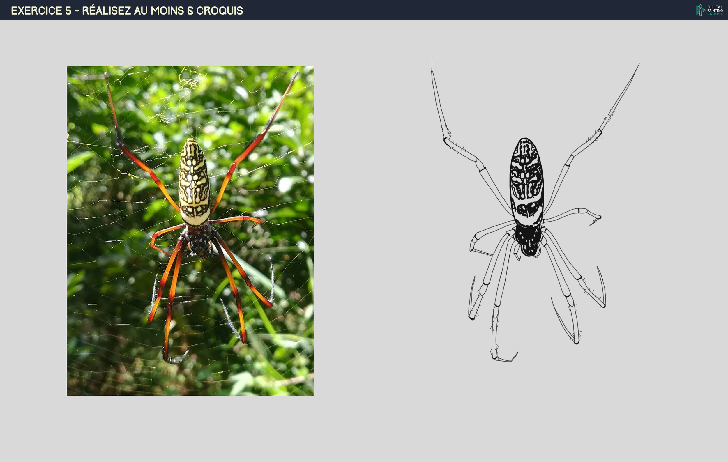 Forum - 1 - Araignée.jpg