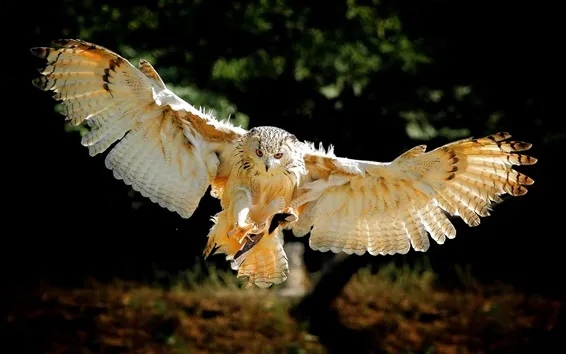 Bird-wings-owl-flight_m.webp.839259a72516b71f8b4fbbce99b1f9d5.webp
