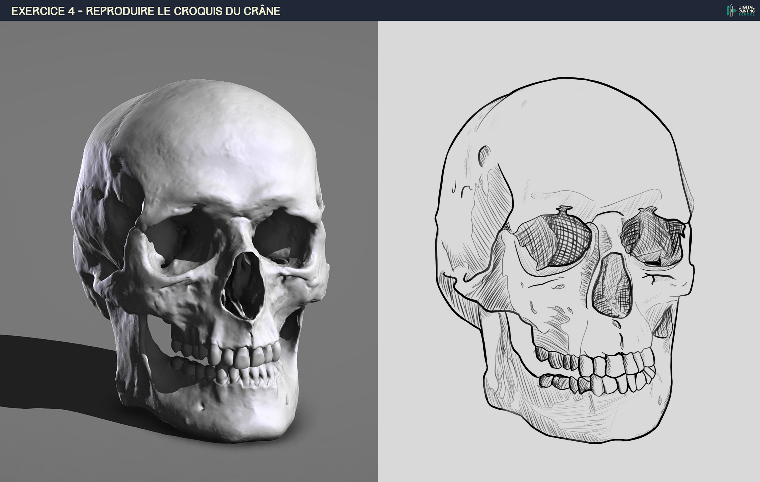 Exercice 4 Crâne #4.jpg