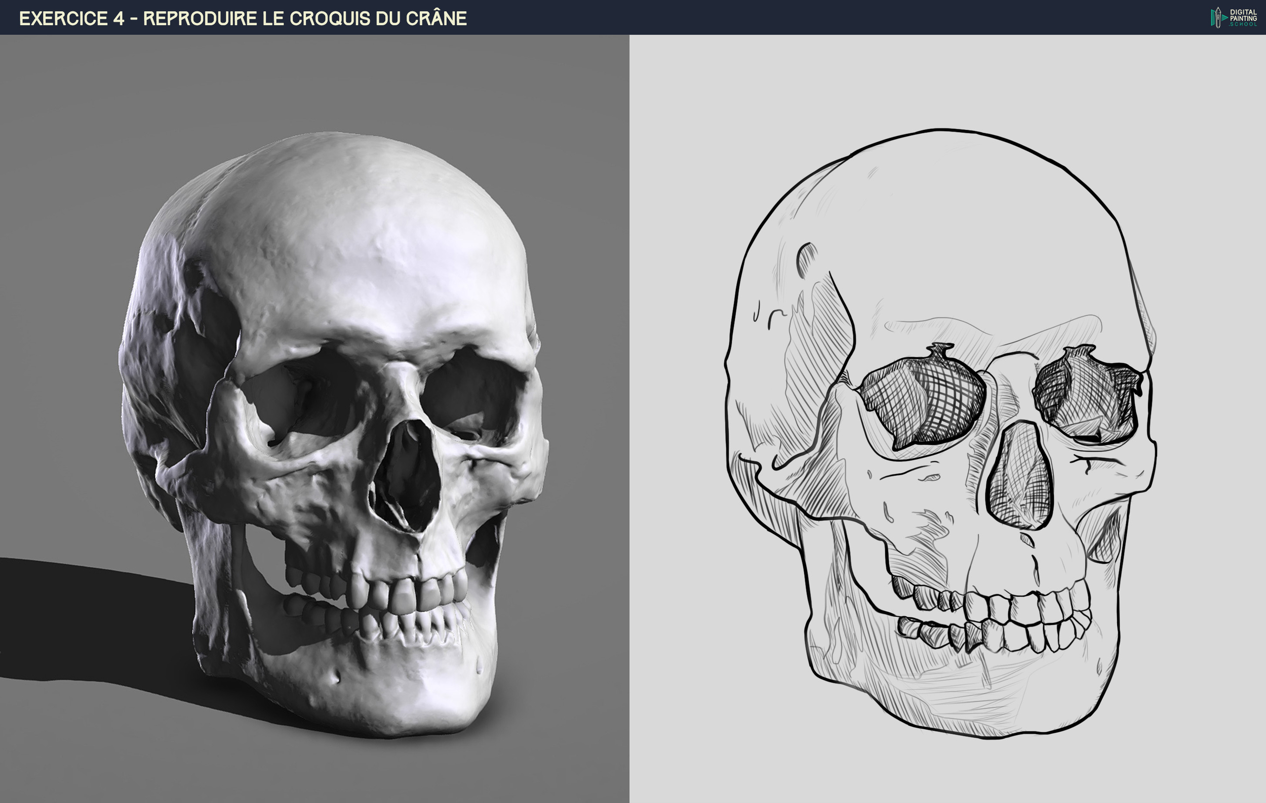 Exercice 4 Crâne #4 retouche.jpg
