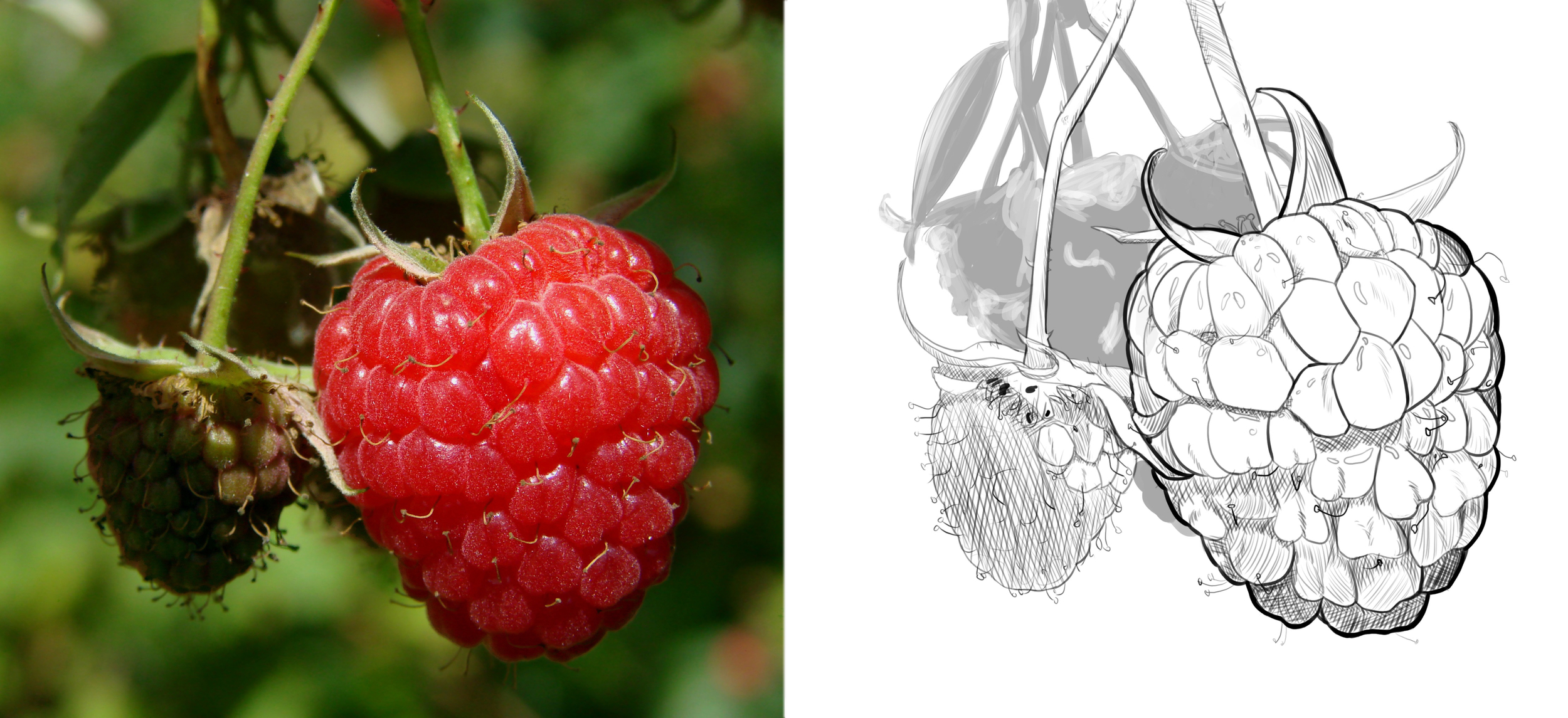 Exercice 5 Framboise #4.jpg