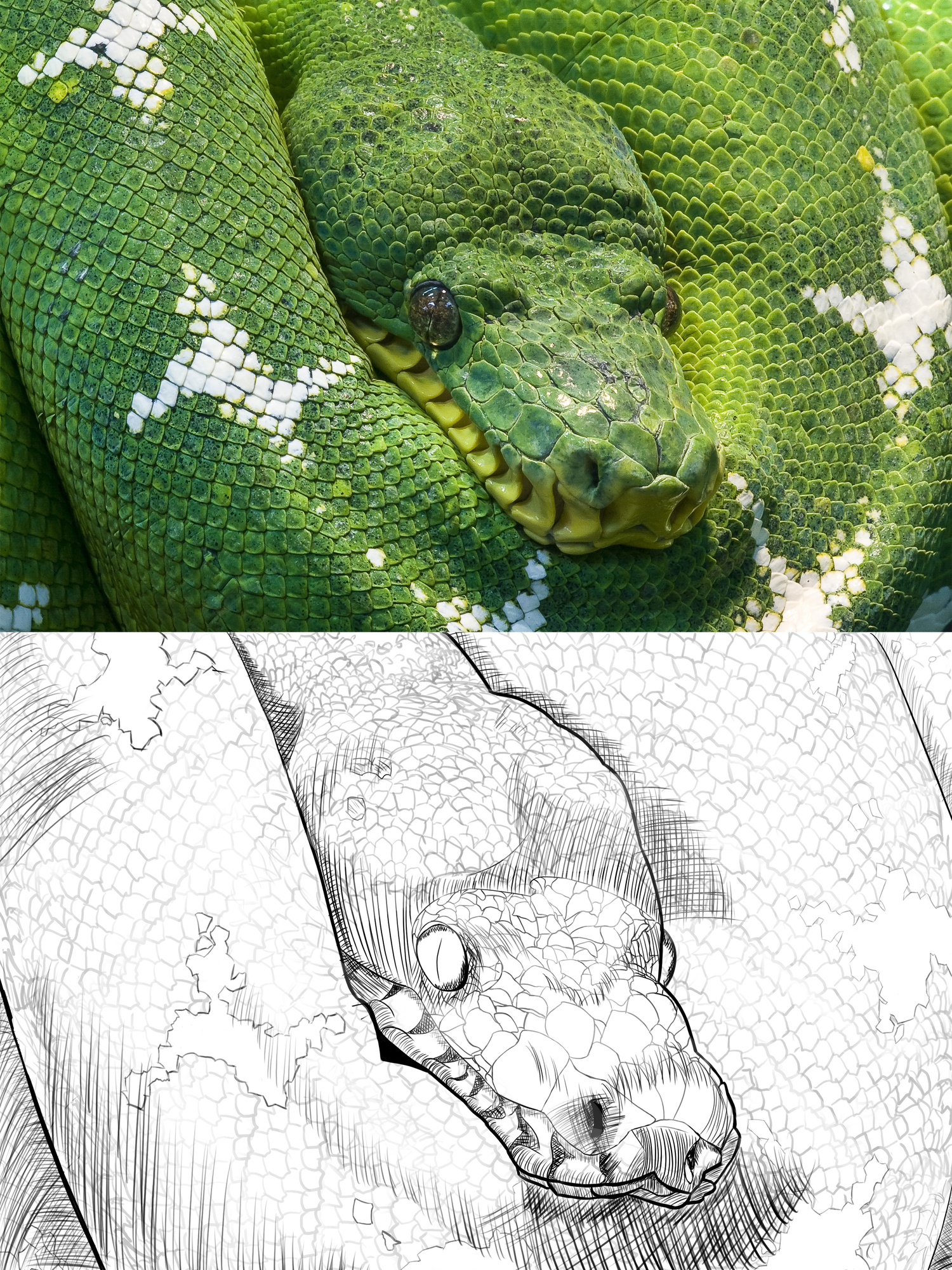 Exercice 5 Serpent #4.jpg