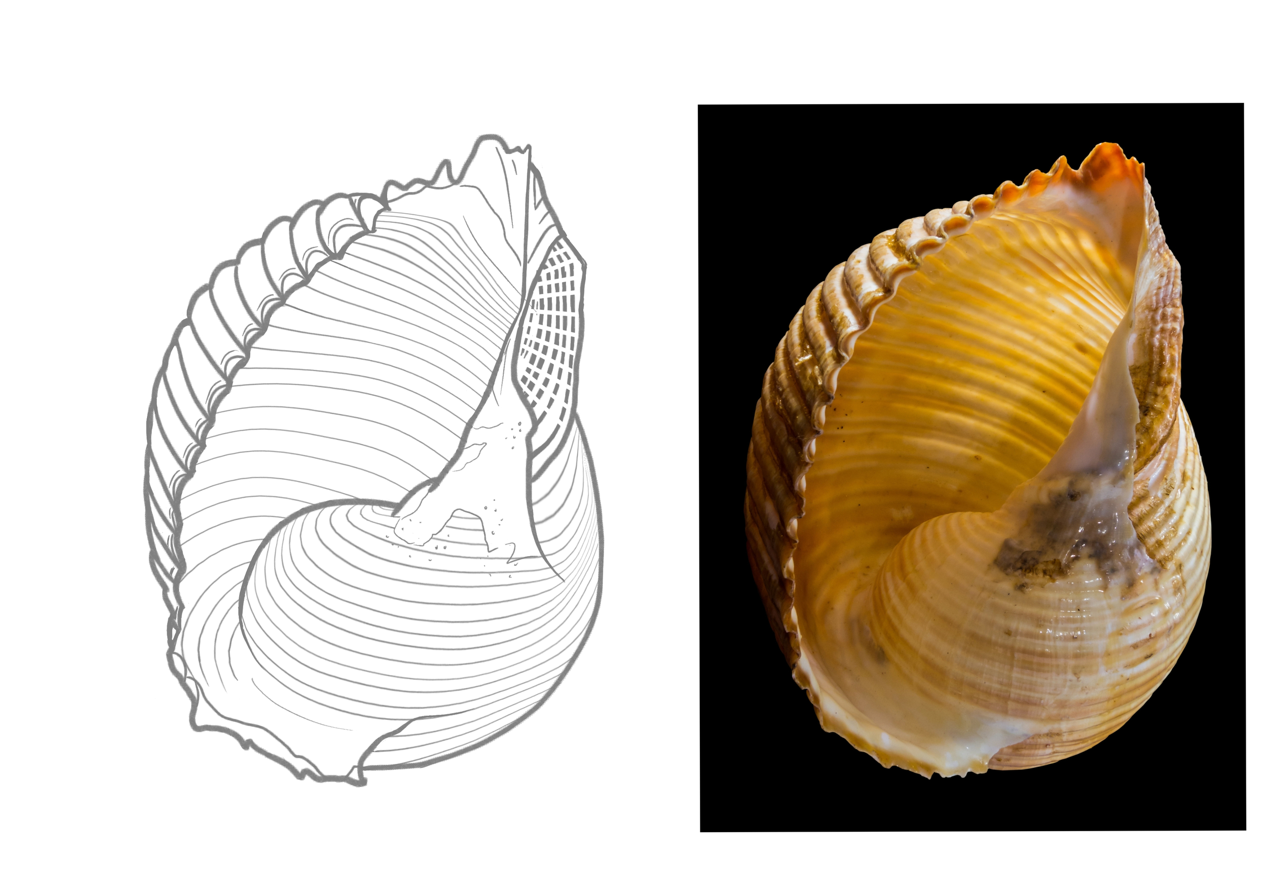 Sans titre 292_20241011153851.jpg