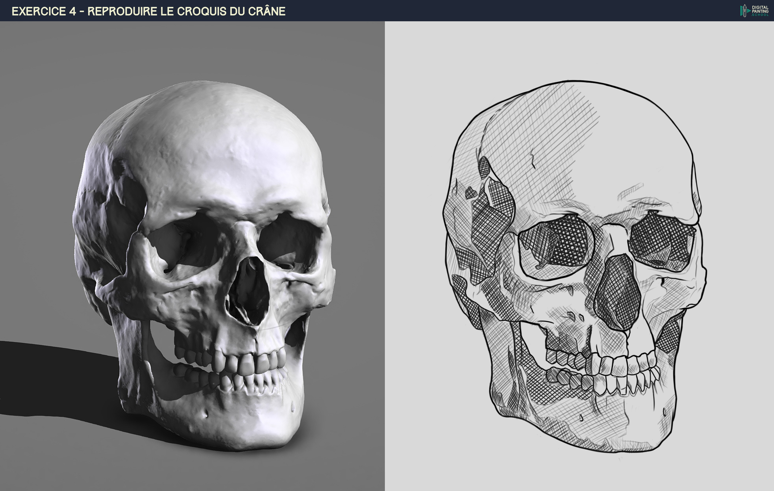 Athryiaa_DPS-Prog-1-2-2-démo-crane-croquis ( étape final avec hachures ).jpg