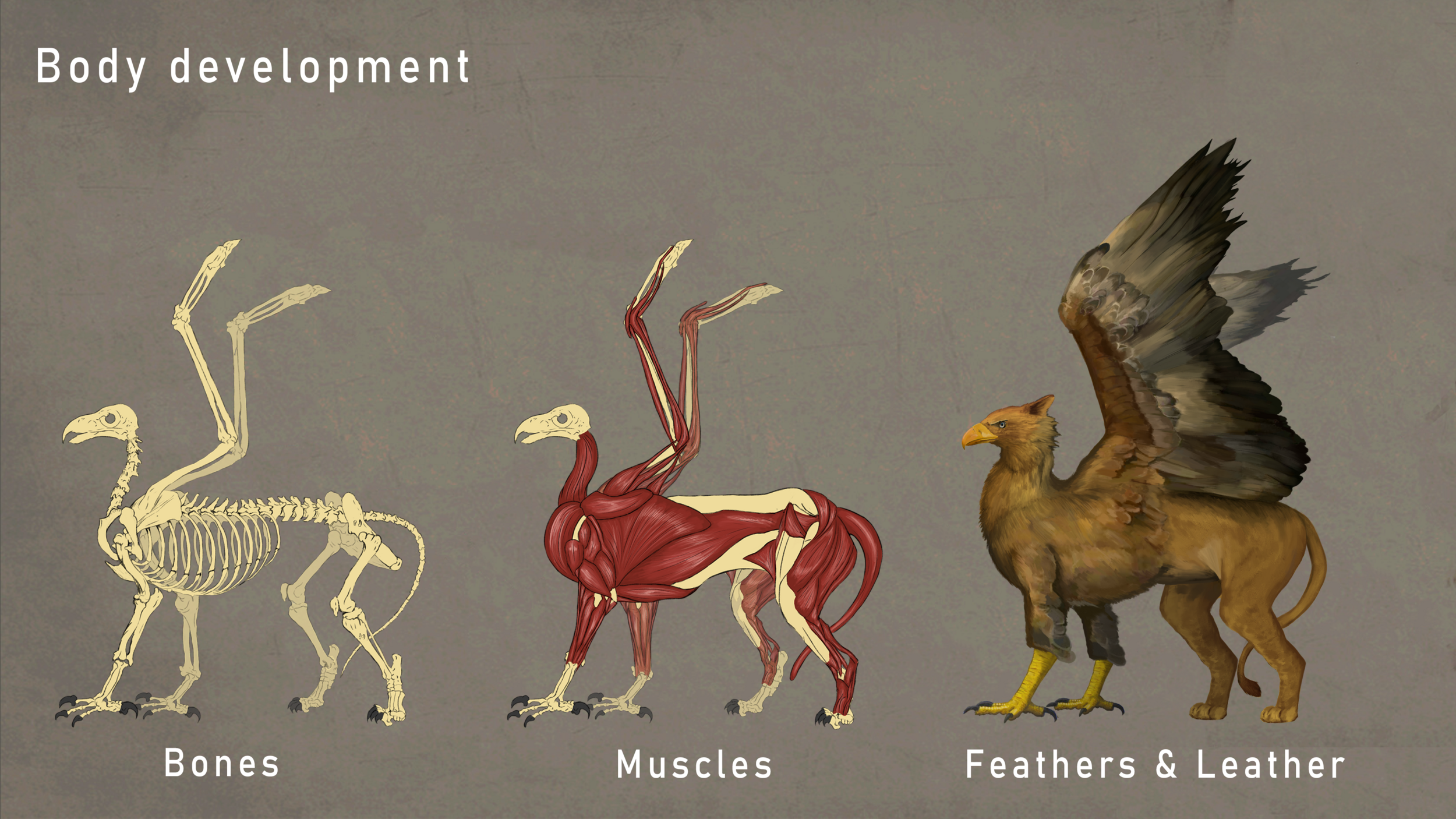 DPS_Challenge_Griffin_Anatomy.png