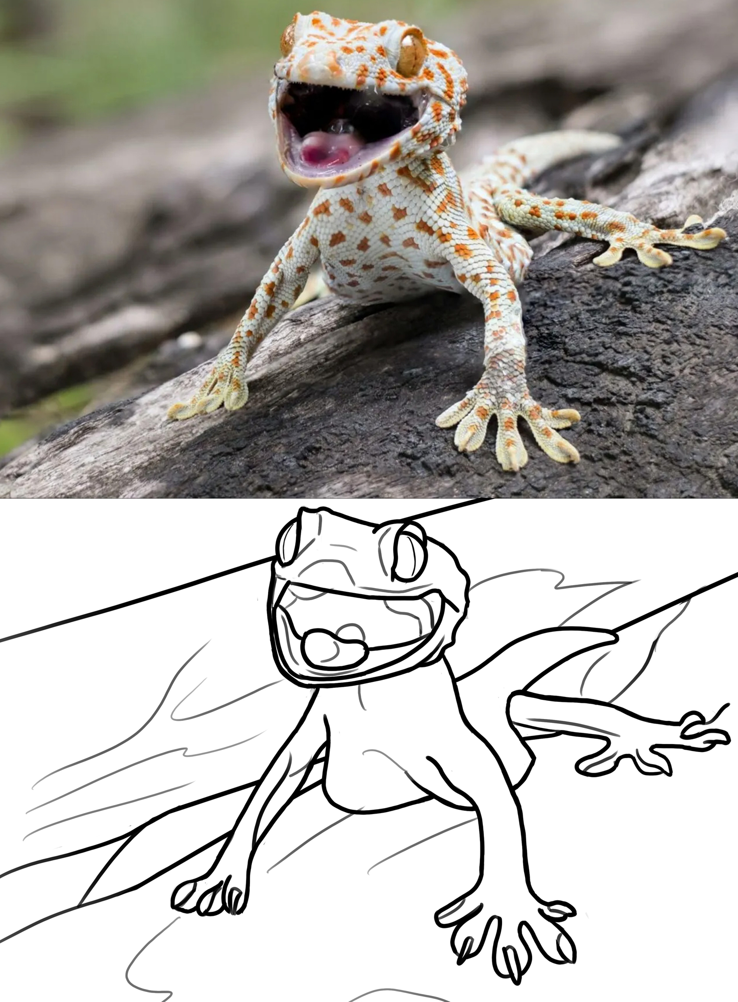 Gecko_P1.jpg