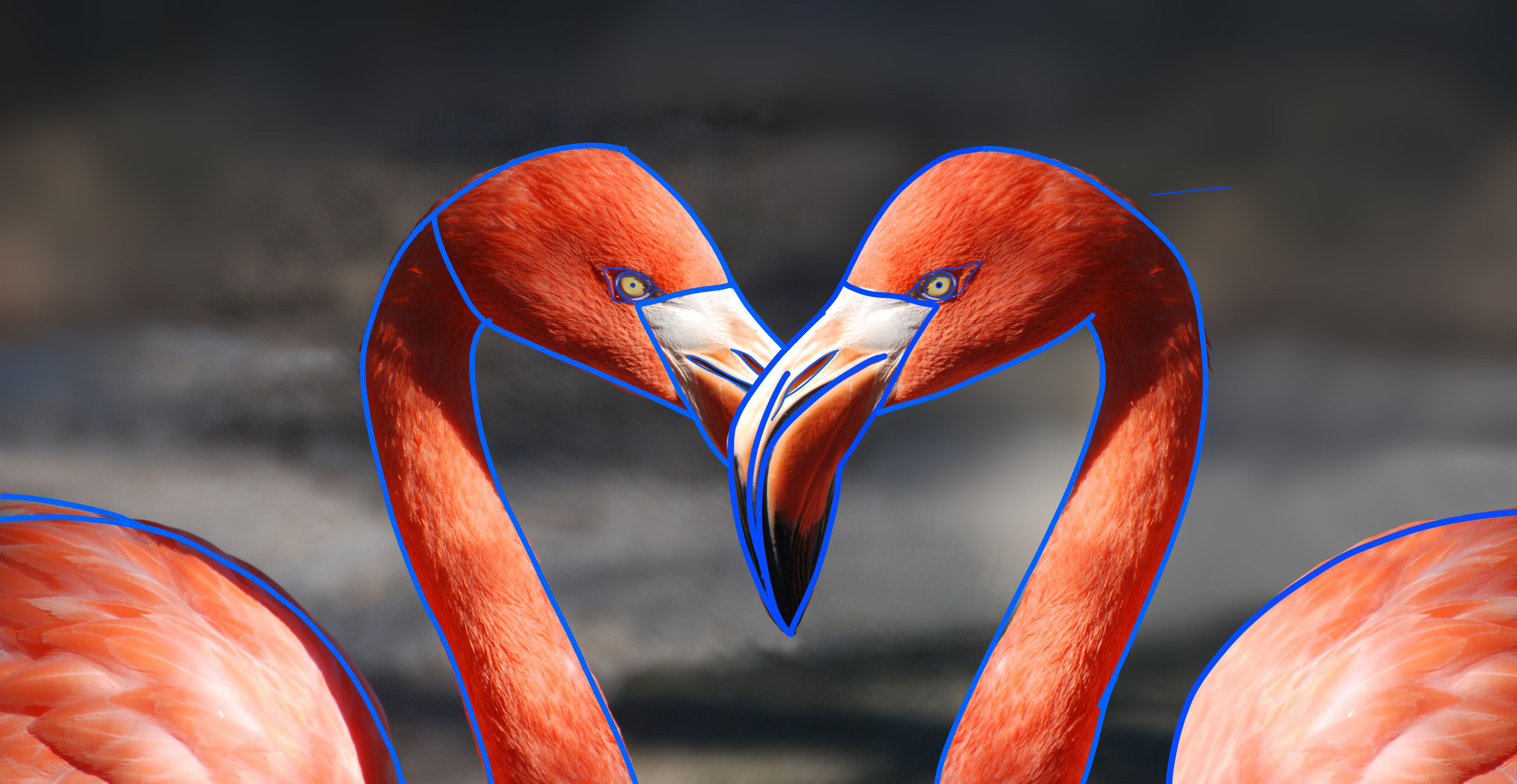 flamingo-valentine-heart-valentine-s-day-39627.jpg