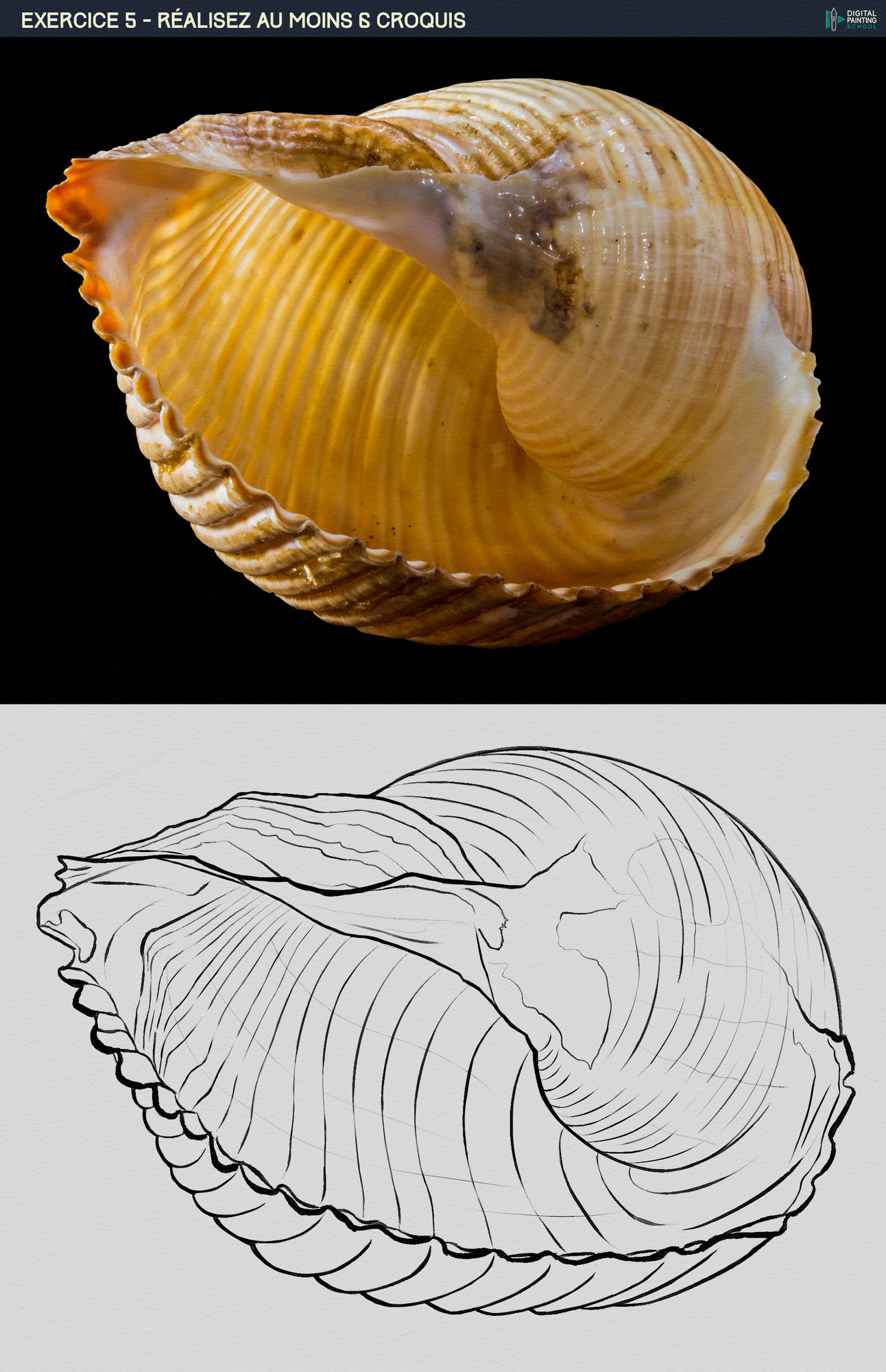 Athryiaa_DPS-Prog-1-2-exercice5 (coquillage).jpg