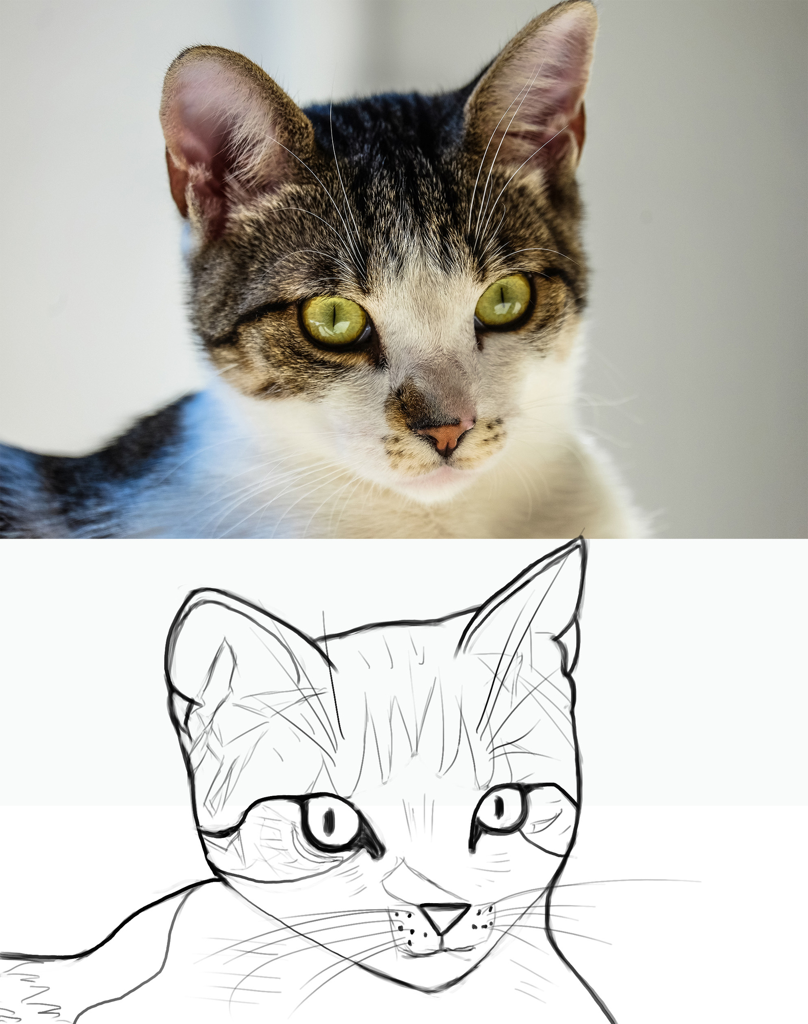 MON CROQUIS CHAT.jpg