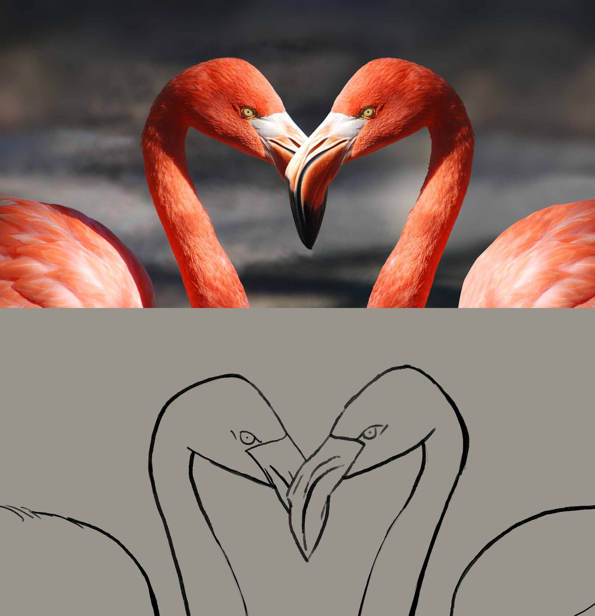 Exercice 1d Flamand rose.jpg