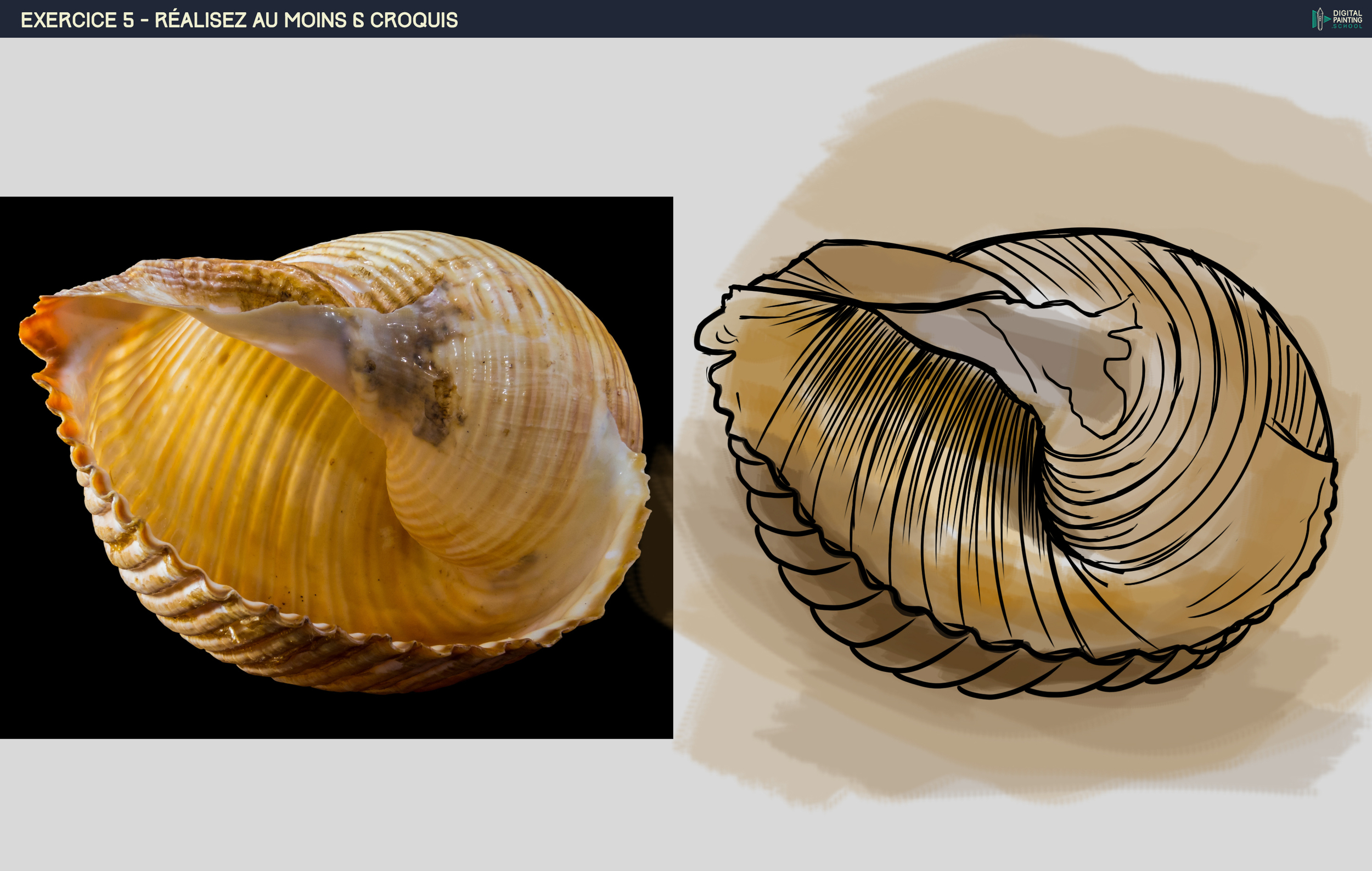 croquis 1 Coquillage.jpg