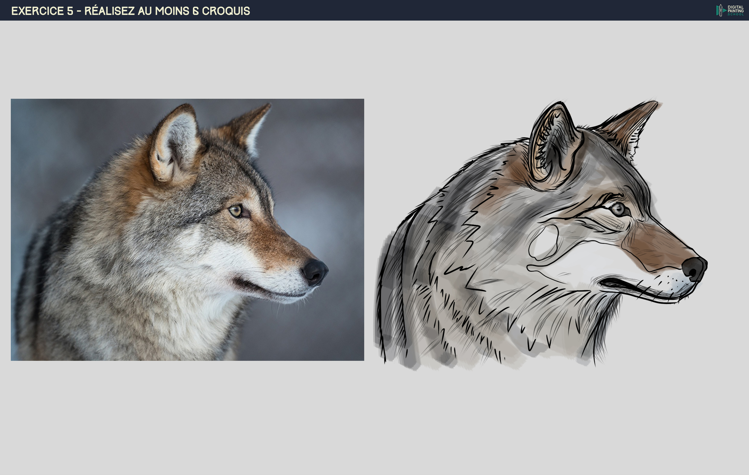 croquis 6 Loup.jpg