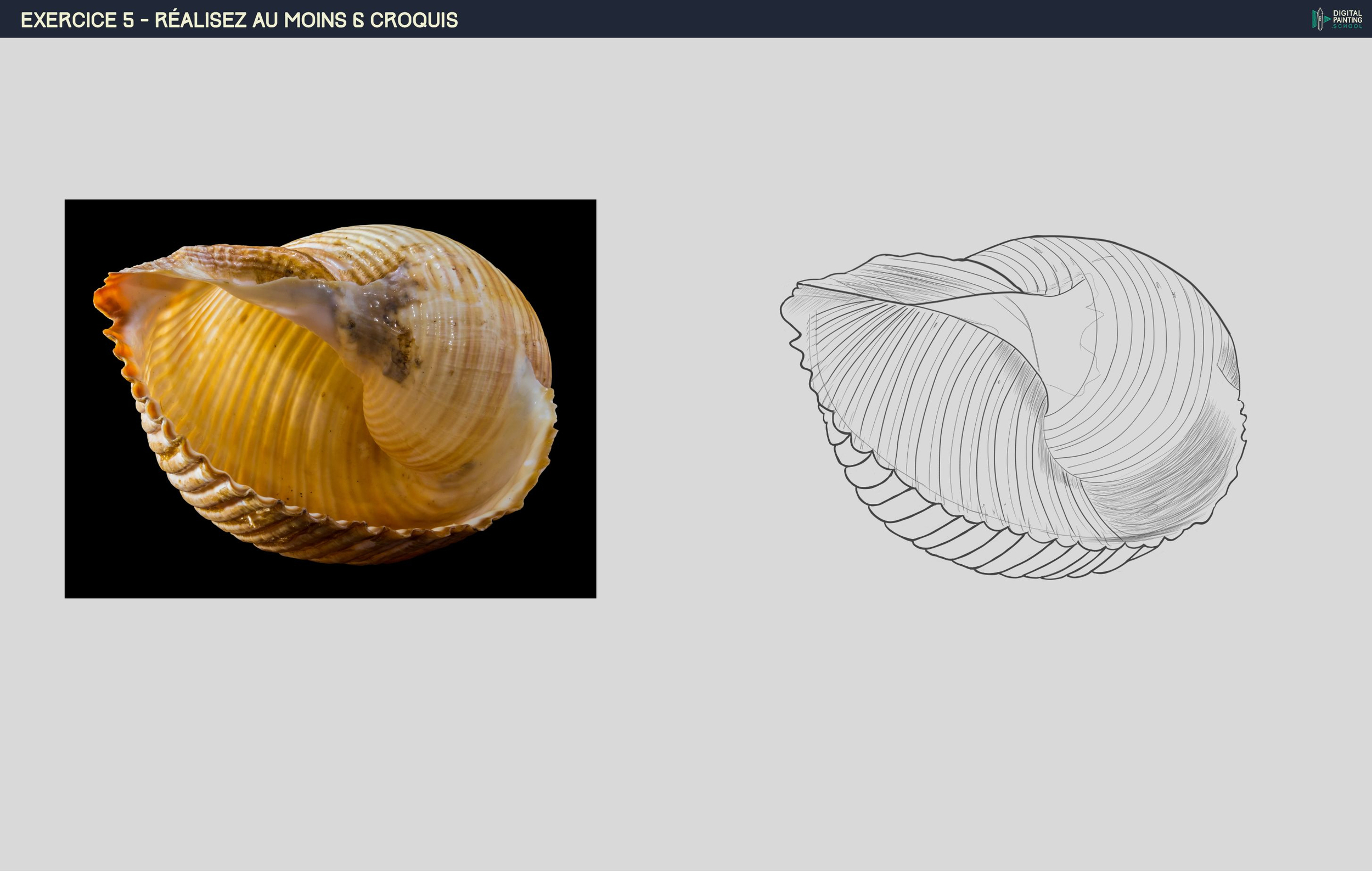 DPS-2eme croquis coquillage Prog-1-2-exercice5_002.jpg