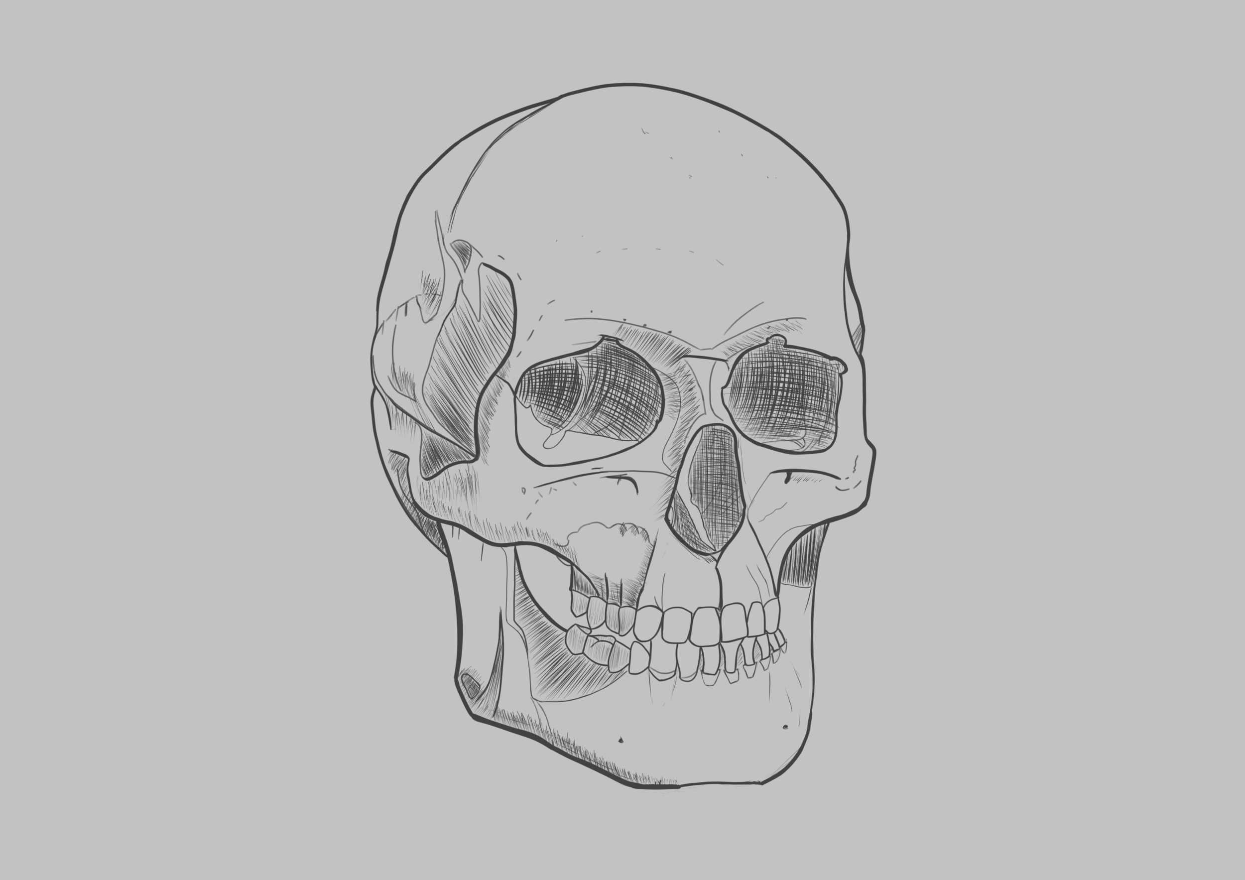 croqui crane en cours 2ème essai 3eme partie après corrections_011a.jpg