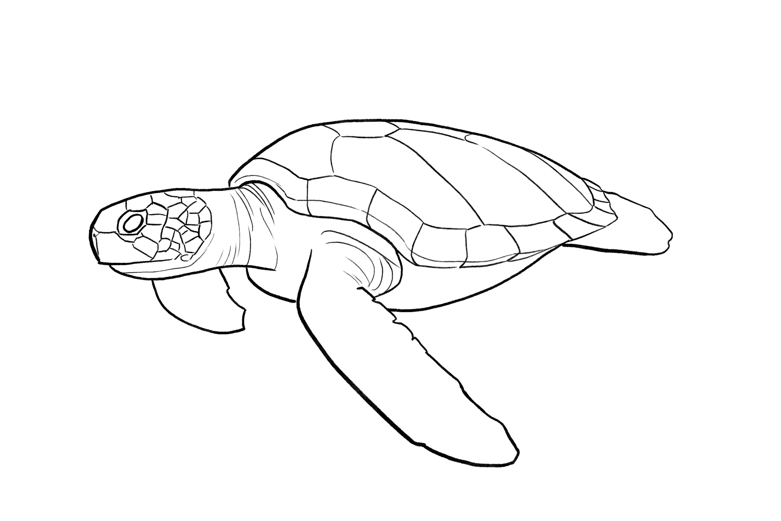 250529_Croquis_Tortue.thumb.jpg.9f4953801dc6b715e5670aa67cdccf97.jpg