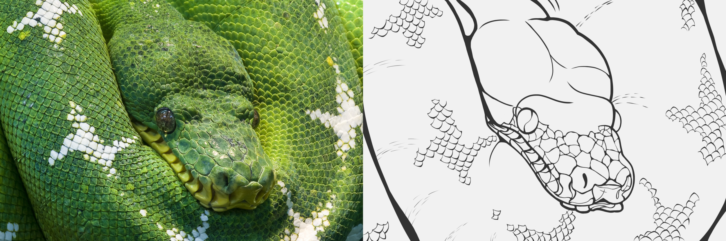 Croquis Serpent (2).png