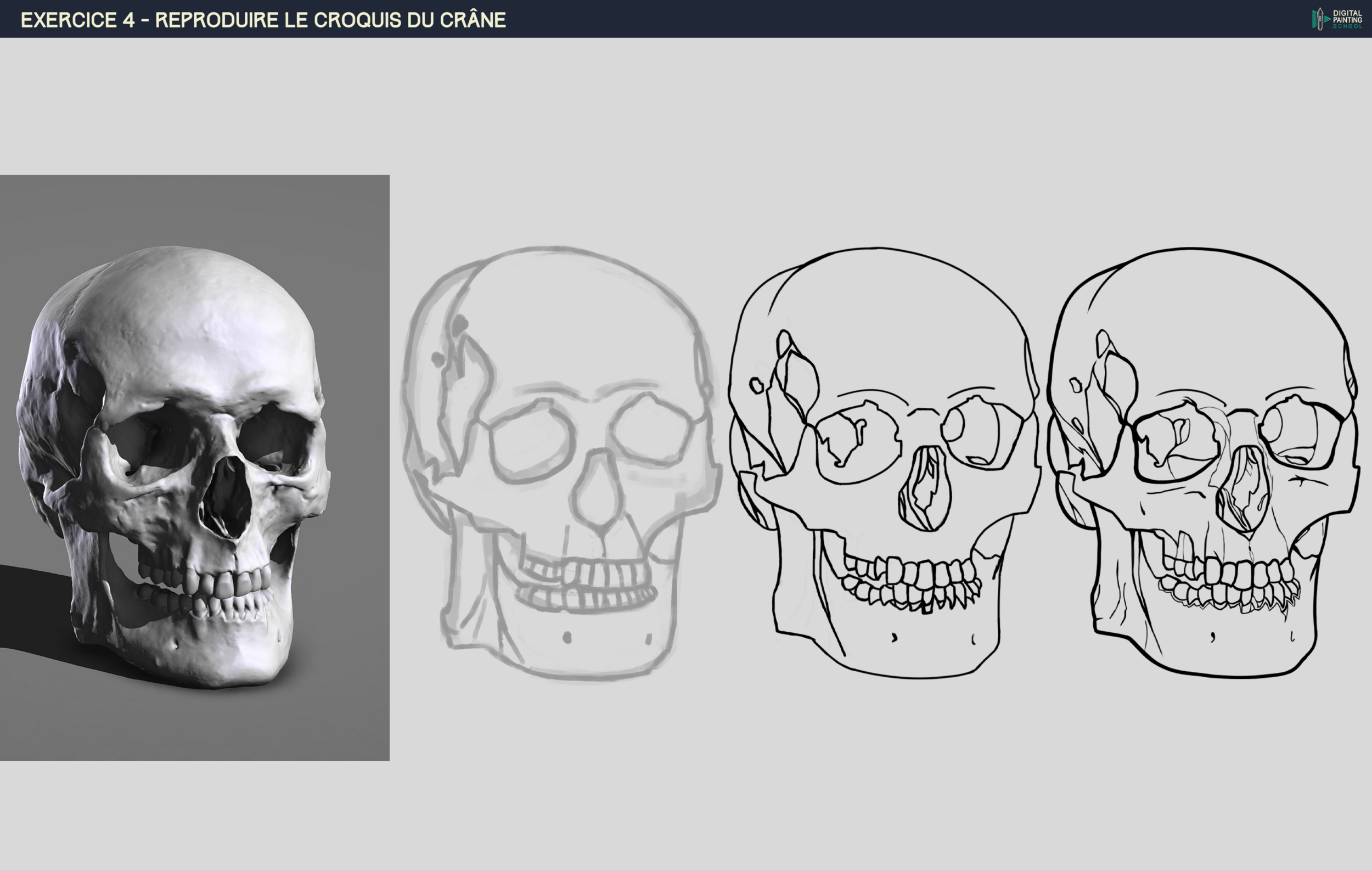 Croquis crâne 3 stages terminé.png
