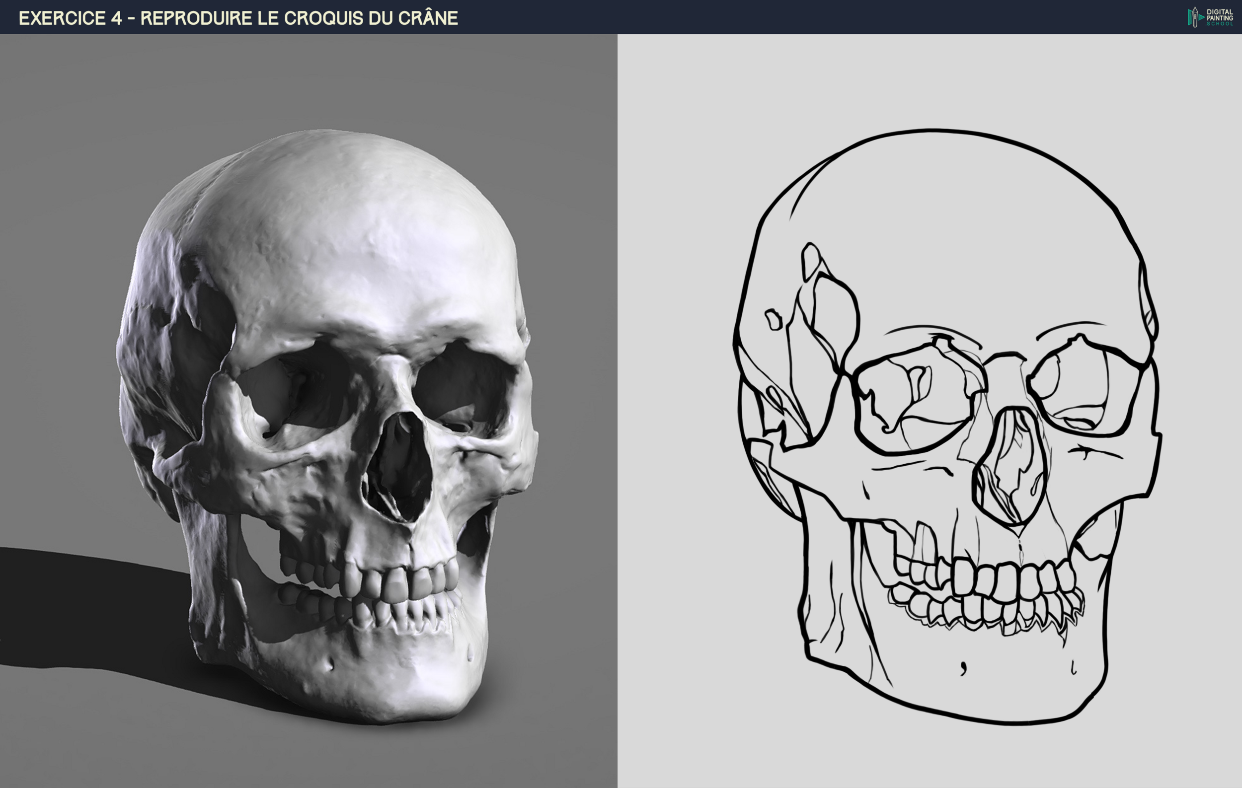 Croquis crâne terminé Après corrections.png