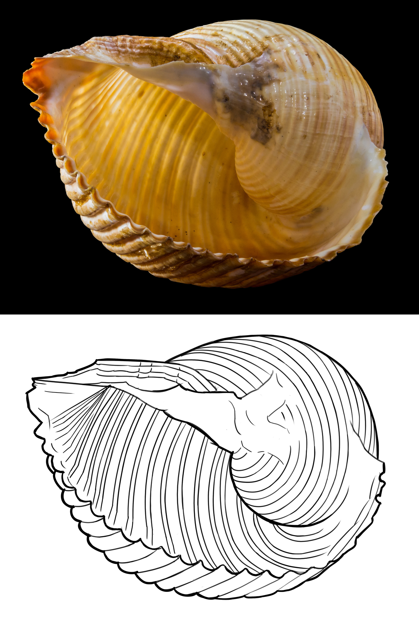 shell snail.jpg
