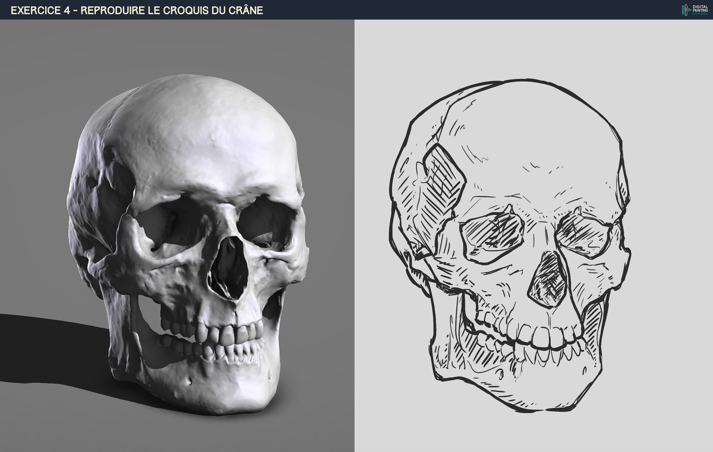 DPS-Prog-1-2-2-démo-crane-croquis bibi.jpg