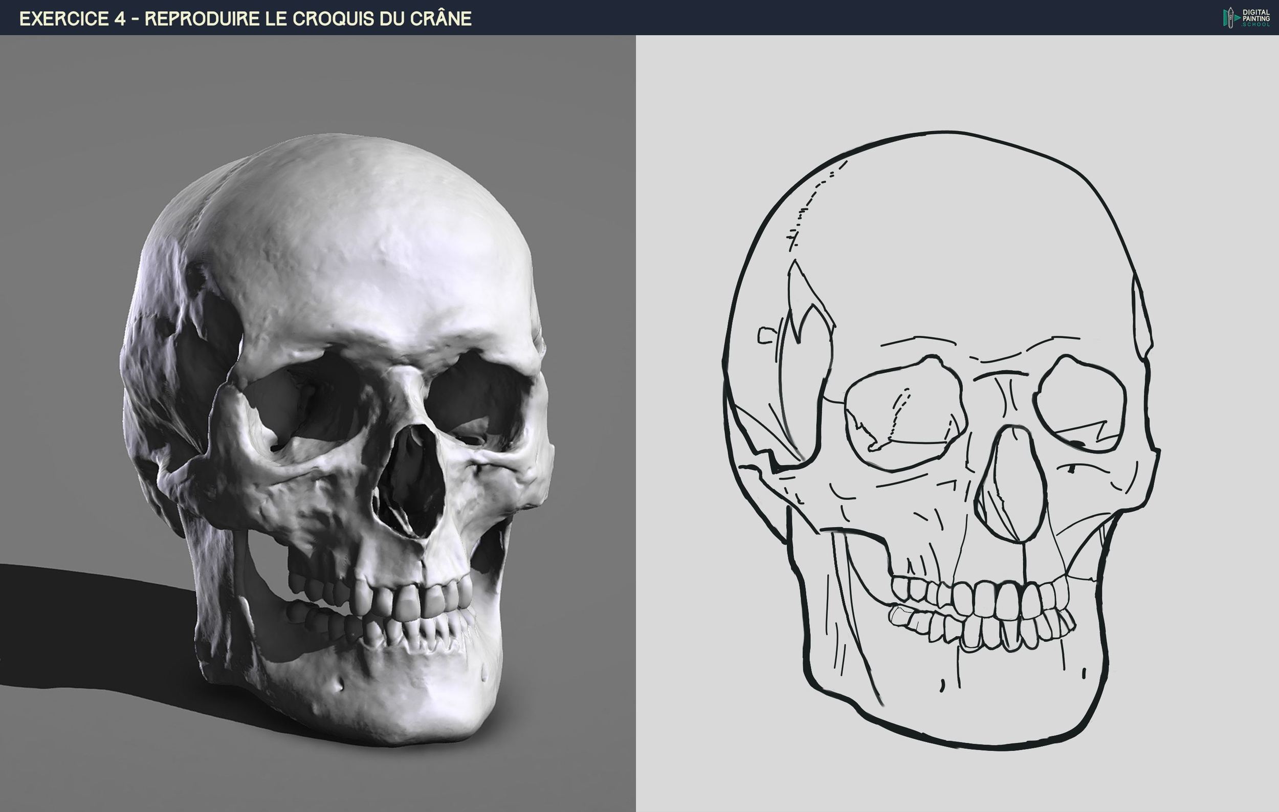 DPS-Prog-1-2-2-démo-crane-croquis f.jpg