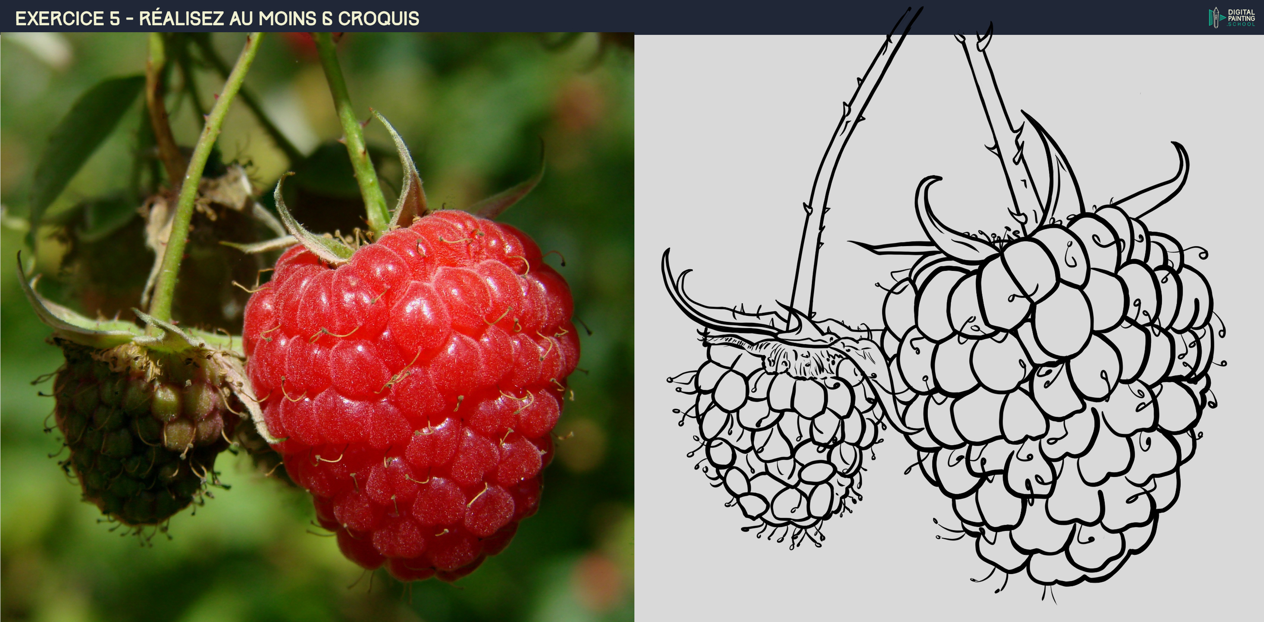 DPS-Prog-1-2-exo5_02 framboise_04h20_sans ombre.jpg