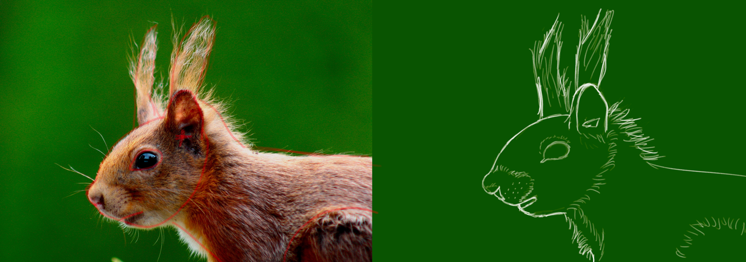 croquis ecureuil.jpg