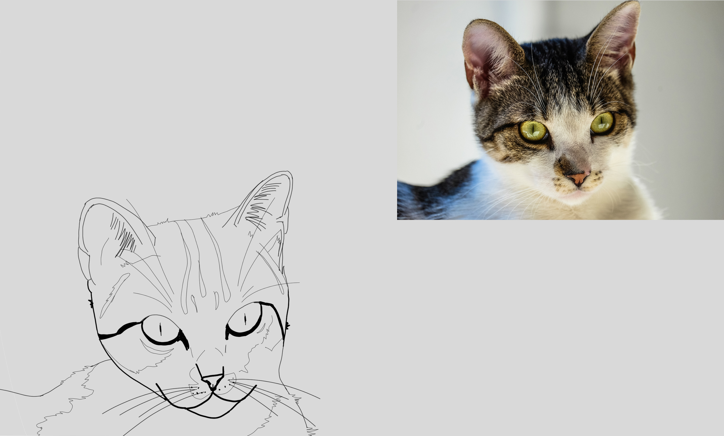 Croquis chat.jpg