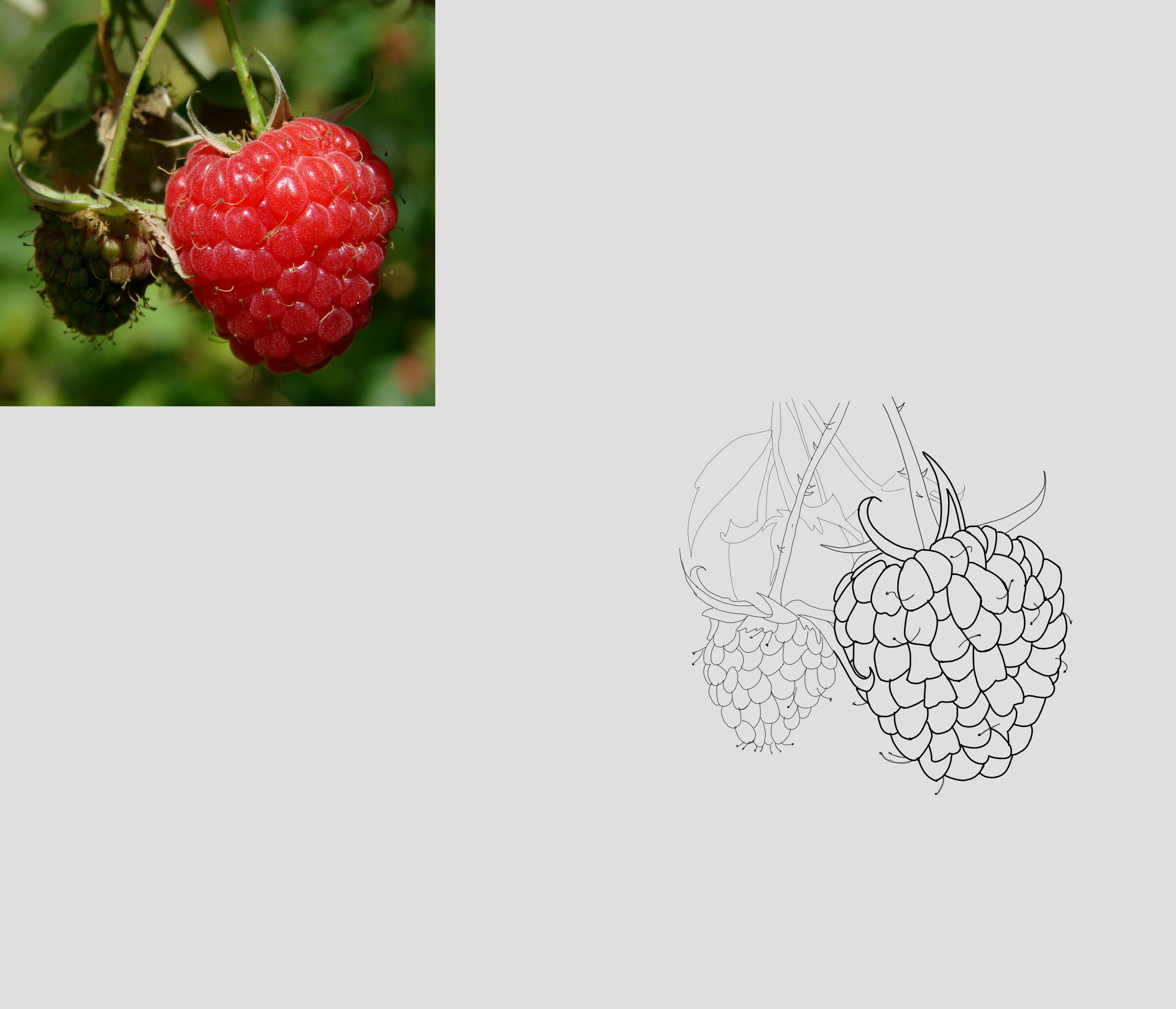 Croquis framboise copie.jpg