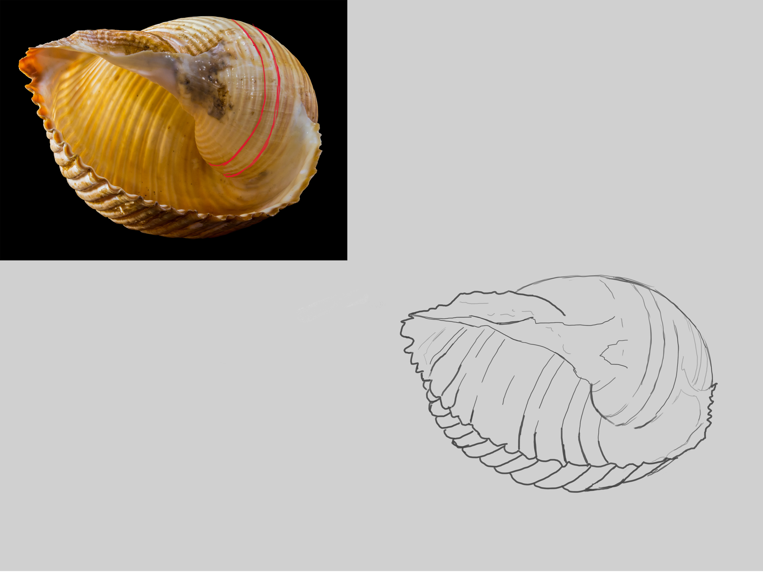 coquillage croquis 2.jpg