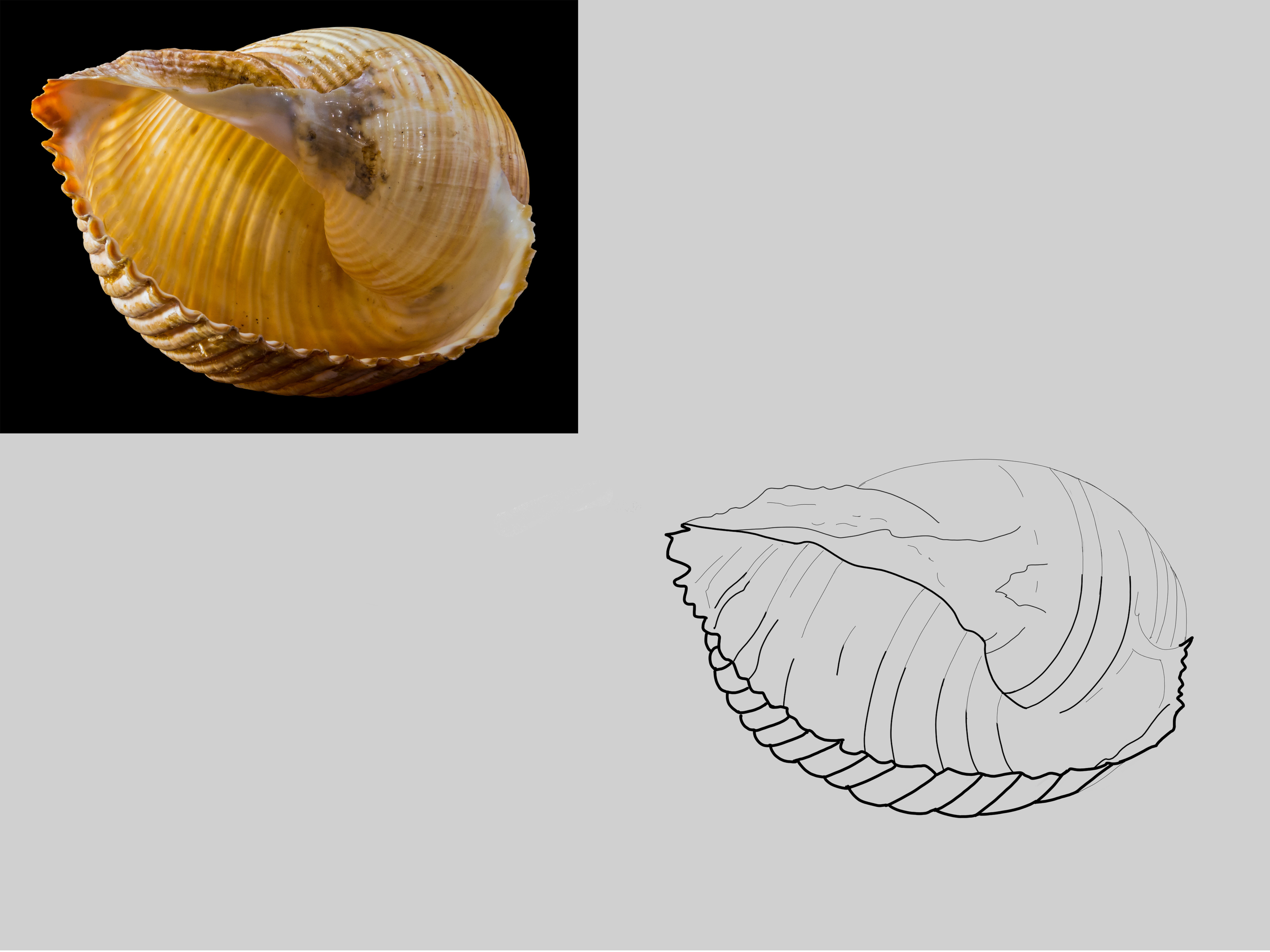coquillage croquis 2.jpg