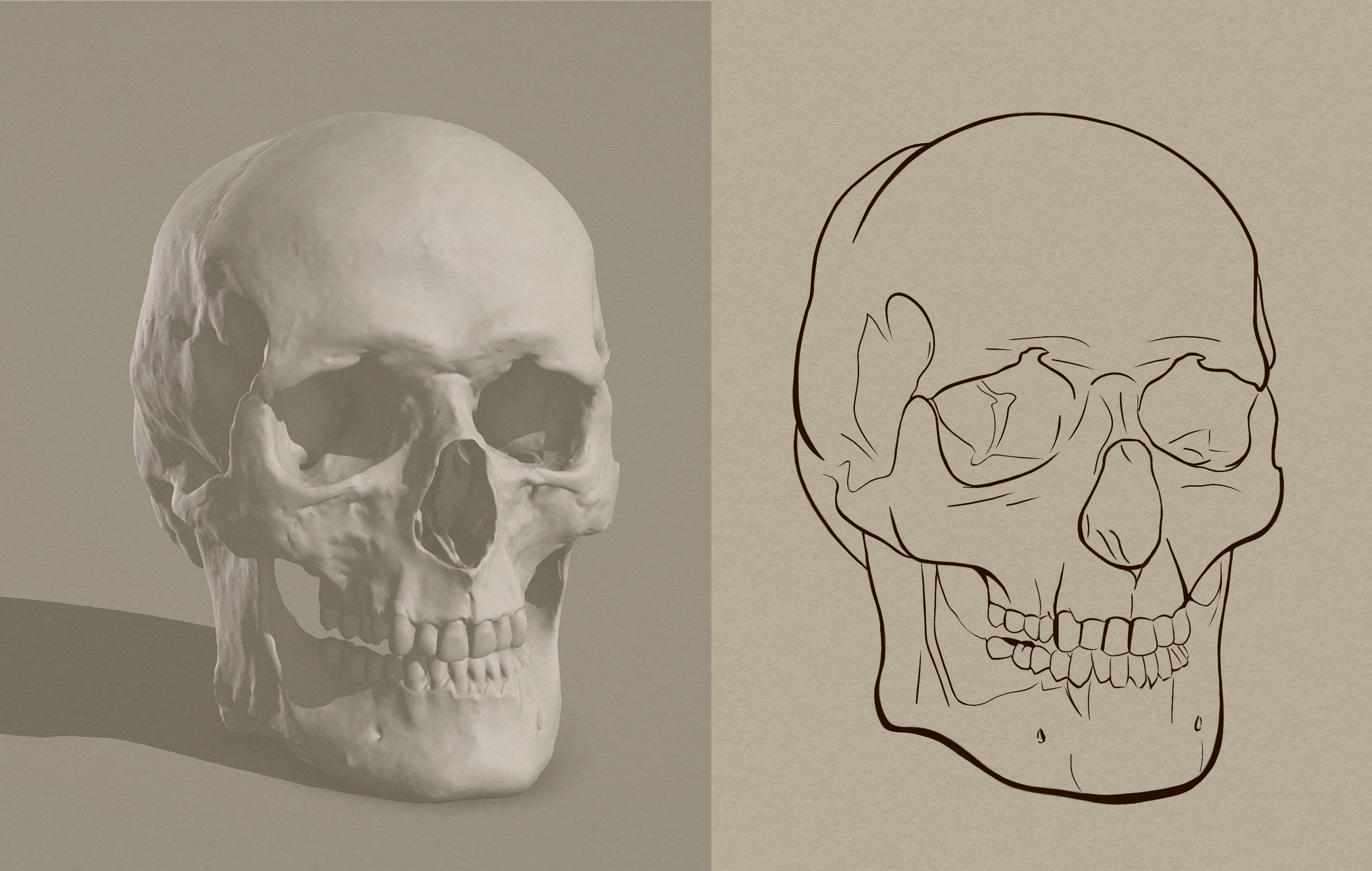 Chap 2 Exo 4.1 Croquis Crâne Demia.jpg