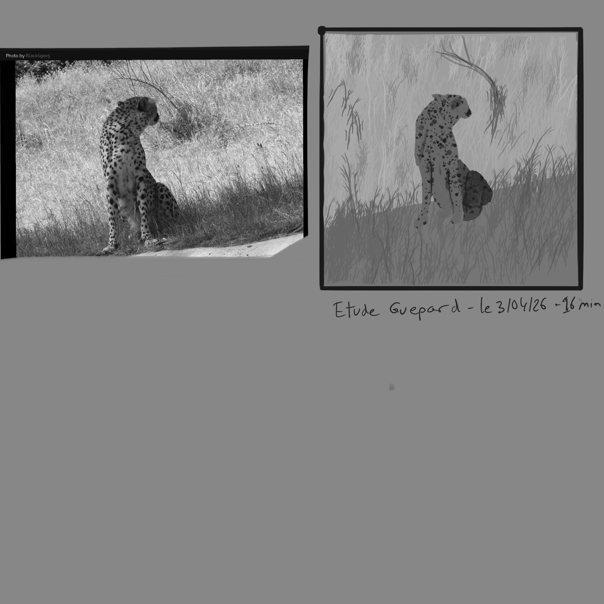 2026 04 03 guepard 16 min.jpg