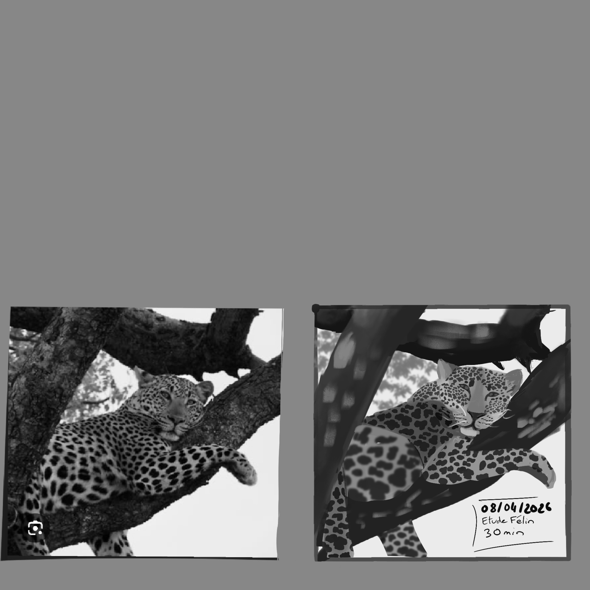 2026_04_08 -félin 30min.jpg