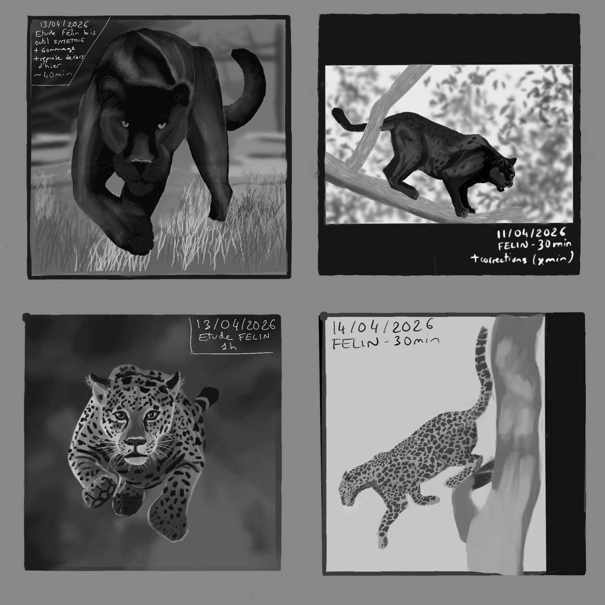 2026_04_14 félin 30 min.jpg