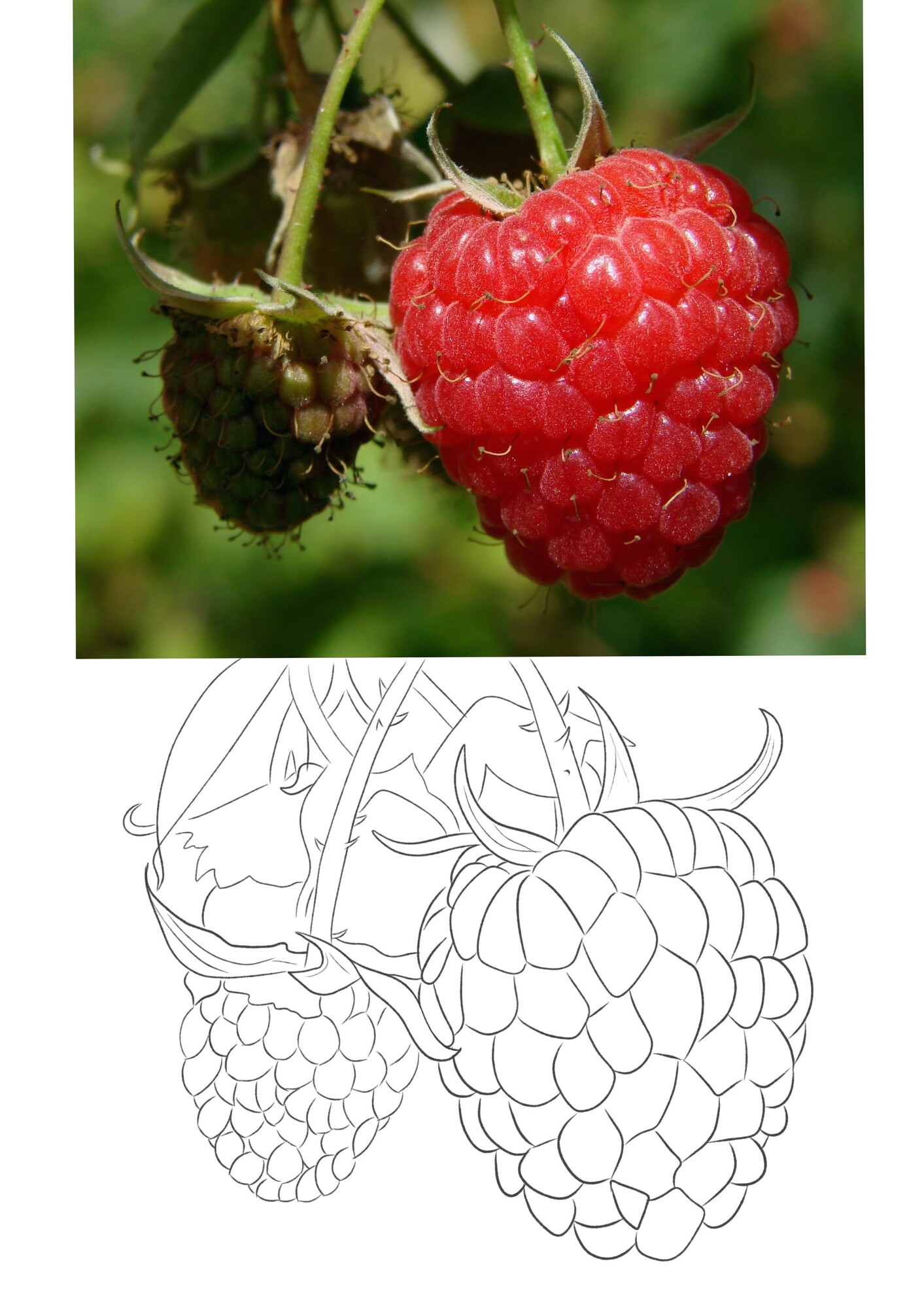 Croquis 6.jpg