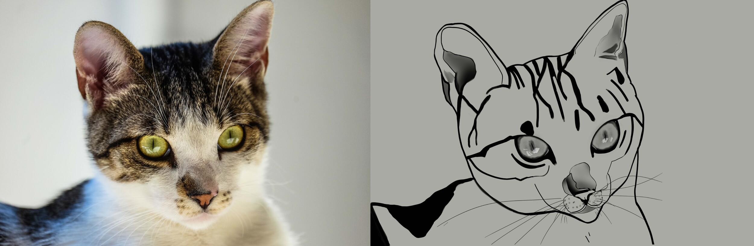 croquis chat corrige.jpg
